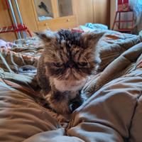 Persiano 5 anni con pedigree