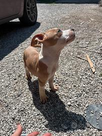 Amstaff