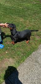Cane taglia media