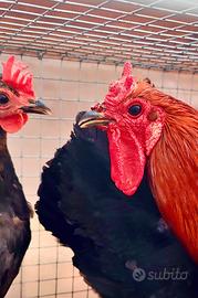 Galline e Gallo coronata e cornuta di Caltanissett