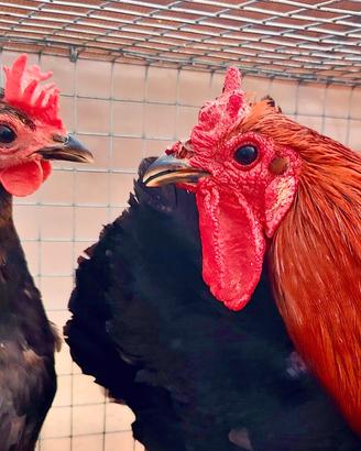 Galline e Gallo coronata e cornuta di Caltanissett