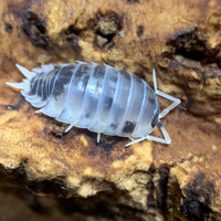 Porcellio laevis dalmatian, "dairy cow"
