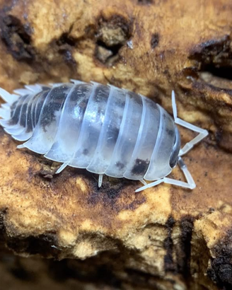 Porcellio laevis dalmatian, "dairy cow"