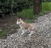 disponibilita-cuccioli-di-siberian-husky