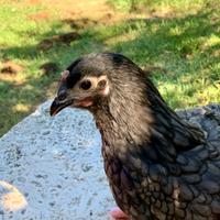 Australorp