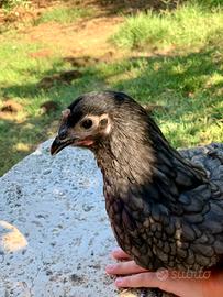 Australorp