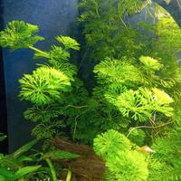piante acquatiche 