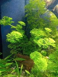 piante acquatiche 
