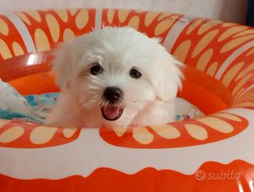 Maltese toy