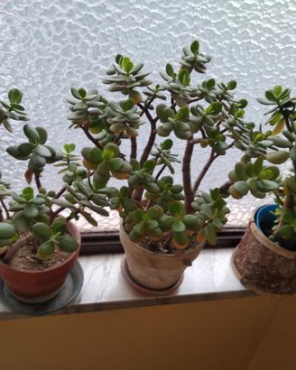 Crassule e aloe