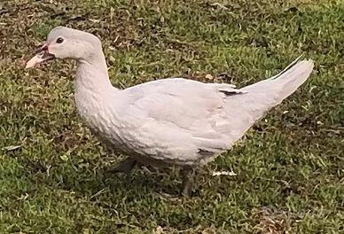Anatra muta color grigio perla