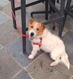 Jack Russell 