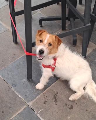 Jack Russell 
