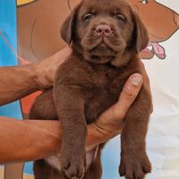 Cuccioli di Labrador - Allevamento Marina Lab