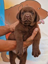 Cuccioli di Labrador - Allevamento Marina Lab