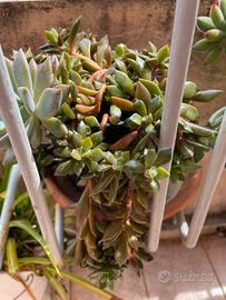 Pianta BABY Anacampseros