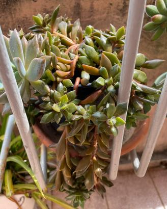 Pianta BABY Anacampseros