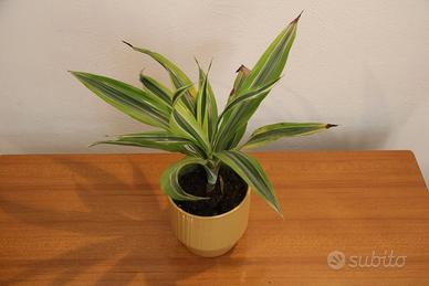 Pianta "Dracaena"