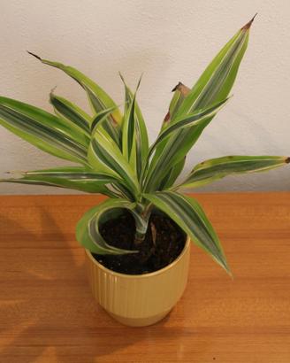 Pianta "Dracaena"