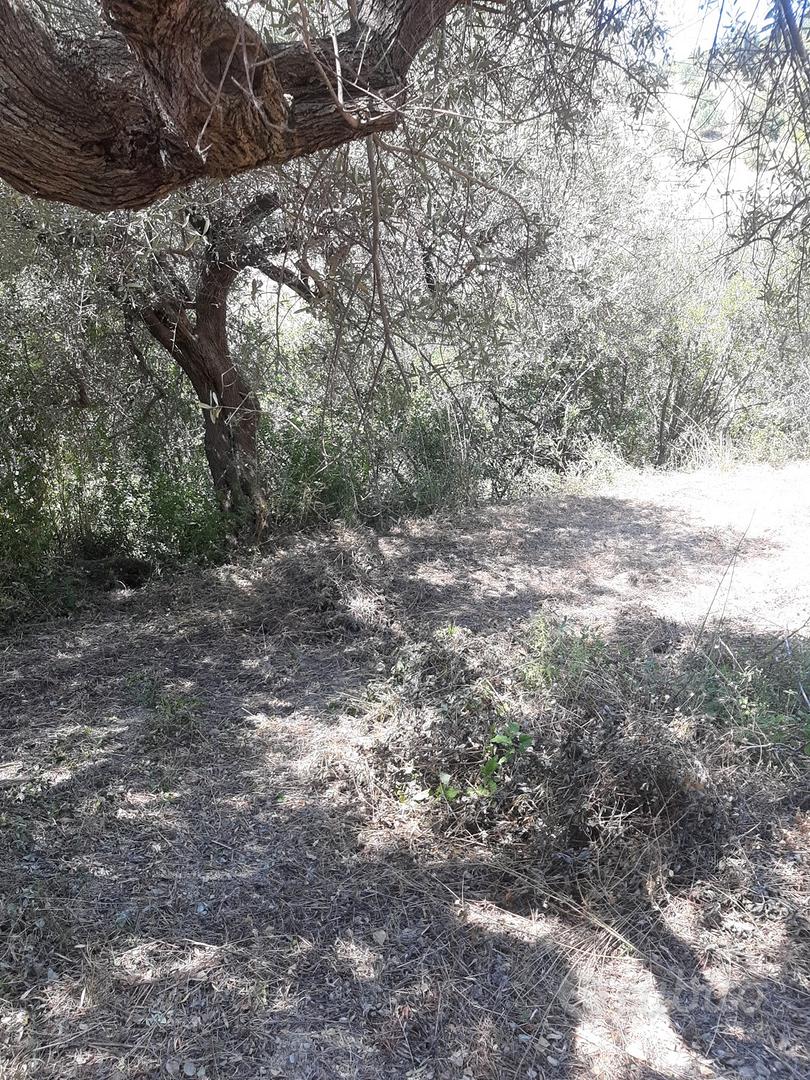 Terreno uliveto zona Fuondi Agropoli - Vista 2