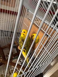 Pappagalli cocorita cocorite