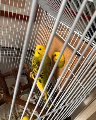 Pappagalli cocorita cocorite