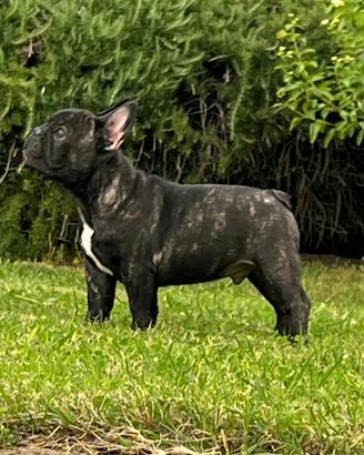 Bulldog francese