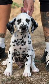 maschietto dalmata