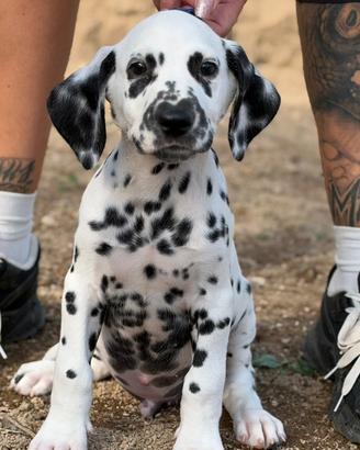 maschietto dalmata