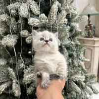 Gattini Ragdoll