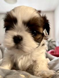 Shih Tzu shihtzu Imperial TOY cuccioli