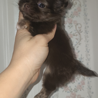 Mini Toy chihuahuina