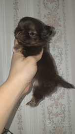 Mini Toy chihuahuina
