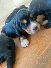 Cocker cuccioli PedigreeEnci