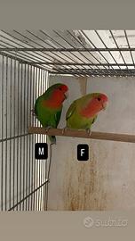 Inseparabili roseincollis