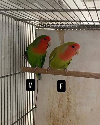 Inseparabili roseincollis