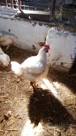 Pollo