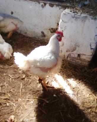 Pollo