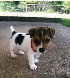 Jack russell nano