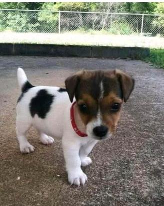 Jack russell nano