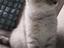 Immagine 4