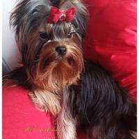 Cuccioli di yorkshire terrier maschi e femmine