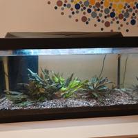 acquario e accessori
