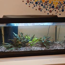 acquario e accessori