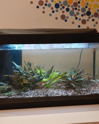 acquario e accessori