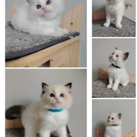 Ragdoll con pedigree