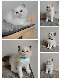 Ragdoll con pedigree