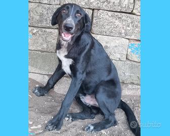 Bartolomeo cucciolone maschio