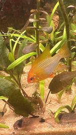 Ramirezi gold