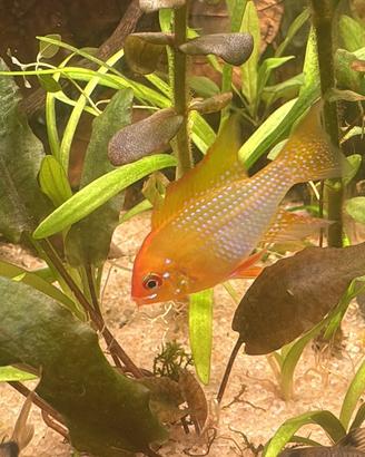 Ramirezi gold